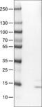 Ribonuclease 7 antibody, NBP2-52883, Novus Biologicals, Western Blot image 