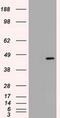 SRY-Box 17 antibody, MA5-24891, Invitrogen Antibodies, Western Blot image 