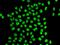 Protein quaking antibody, orb247762, Biorbyt, Immunofluorescence image 