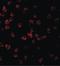 TLR11 antibody, LS-C358, Lifespan Biosciences, Immunofluorescence image 