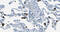 Ficolin 1 antibody, BPD-ABS-036-01-02, Enzo Life Sciences, Immunohistochemistry frozen image 