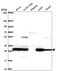 Proteasome subunit beta type-7 antibody, HPA054902, Atlas Antibodies, Western Blot image 