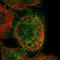 Neural Cell Adhesion Molecule 2 antibody, NBP1-82669, Novus Biologicals, Immunocytochemistry image 