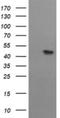 Methionyl-tRNA formyltransferase, mitochondrial antibody, NBP2-46028, Novus Biologicals, Western Blot image 