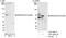 MARVEL domain-containing protein 2 antibody, A301-506A, Bethyl Labs, Immunoprecipitation image 