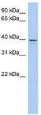 Limb And CNS Expressed 1 Like antibody, TA337817, Origene, Western Blot image 