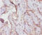 Transferrin Receptor antibody, A57862-100, Epigentek, Immunohistochemistry paraffin image 