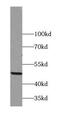 Perilipin 2 antibody, FNab00183, FineTest, Western Blot image 