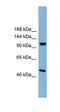 Protein CLEC16A antibody, orb182958, Biorbyt, Western Blot image 