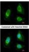 Exosome complex exonuclease RRP4 antibody, NBP2-20235, Novus Biologicals, Immunofluorescence image 