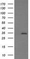 Synaptophysin antibody, TA506068, Origene, Western Blot image 