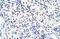 DEAD-Box Helicase 47 antibody, NBP1-57295, Novus Biologicals, Immunohistochemistry frozen image 