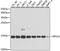 Ribosomal Protein S19 antibody, A2019, ABclonal Technology, Western Blot image 