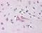 Neuritin 1 antibody, NBP1-03026, Novus Biologicals, Immunohistochemistry frozen image 