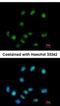 ElaC Ribonuclease Z 1 antibody, NBP2-16313, Novus Biologicals, Immunocytochemistry image 
