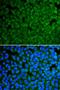 Glutamate Decarboxylase 2 antibody, LS-C331171, Lifespan Biosciences, Immunofluorescence image 