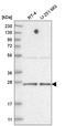 TATA-Box Binding Protein Associated Factor 11 antibody, HPA029326, Atlas Antibodies, Western Blot image 