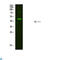 Neuromedin U Receptor 2 antibody, LS-C813464, Lifespan Biosciences, Western Blot image 