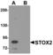 Storkhead Box 2 antibody, LS-B5492, Lifespan Biosciences, Western Blot image 