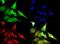 Calreticulin antibody, GTX20004, GeneTex, Immunofluorescence image 
