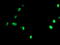 Ubiquitin Specific Peptidase 36 antibody, TA800096, Origene, Immunofluorescence image 