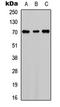 Coagulation Factor XI antibody, LS-C354363, Lifespan Biosciences, Western Blot image 