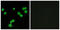 Serine/arginine-rich splicing factor 5 antibody, LS-C119013, Lifespan Biosciences, Immunofluorescence image 