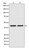 Mitogen-Activated Protein Kinase 1 antibody, M00030, Boster Biological Technology, Western Blot image 
