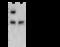 Fc-gamma-RIIa antibody, 10374-T48, Sino Biological, Western Blot image 