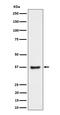 Ring Finger Protein 115 antibody, M09300, Boster Biological Technology, Western Blot image 