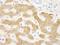 C-Reactive Protein antibody, IHC-00613, Bethyl Labs, Immunohistochemistry paraffin image 