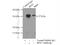 40S ribosomal protein S3 antibody, 11990-1-AP, Proteintech Group, Immunoprecipitation image 