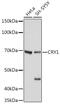 Cryptochrome Circadian Regulator 1 antibody, GTX33120, GeneTex, Western Blot image 