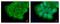ETHE1 Persulfide Dioxygenase antibody, NBP2-16384, Novus Biologicals, Immunocytochemistry image 