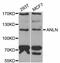 Anillin Actin Binding Protein antibody, LS-C346376, Lifespan Biosciences, Western Blot image 