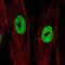 LRRN4 C-Terminal Like antibody, NBP2-30871, Novus Biologicals, Immunofluorescence image 