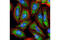 Ribosomal Protein S6 antibody, 5317S, Cell Signaling Technology, Immunocytochemistry image 