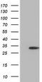 DHEA-ST antibody, TA501713, Origene, Western Blot image 