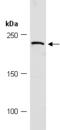 DOT1 Like Histone Lysine Methyltransferase antibody, R2376-2, Abiocode, Western Blot image 