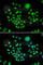 ArfGAP With FG Repeats 1 antibody, A6294, ABclonal Technology, Immunofluorescence image 
