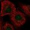 DEAD-Box Helicase 54 antibody, PA5-67126, Invitrogen Antibodies, Immunofluorescence image 