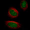 Methylcytosine dioxygenase TET2 antibody, AMAb91439, Atlas Antibodies, Immunocytochemistry image 