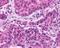 F4/80 antibody, NLS1180, Novus Biologicals, Immunohistochemistry frozen image 