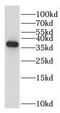 Exosome complex exonuclease RRP42 antibody, FNab02906, FineTest, Western Blot image 