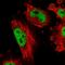 Atrophin-1 antibody, HPA031619, Atlas Antibodies, Immunofluorescence image 
