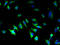 Parathyroid Hormone 2 Receptor antibody, A54886-100, Epigentek, Immunofluorescence image 