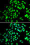 Nuclear Cap Binding Protein Subunit 2 antibody, 22-841, ProSci, Immunofluorescence image 