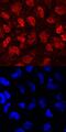 Protocadherin-1 antibody, MAB5899, R&D Systems, Immunofluorescence image 
