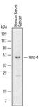 Wnt Family Member 4 antibody, MAB4751, R&D Systems, Western Blot image 