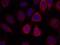 Ribosomal Protein S6 antibody, A01567, Boster Biological Technology, Immunohistochemistry frozen image 